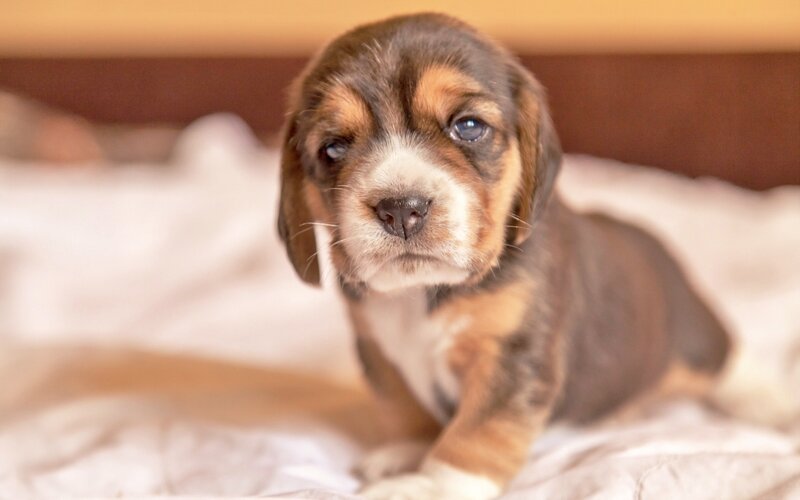 Beagle Puppy — Brown, Calm, Photograph, Bed