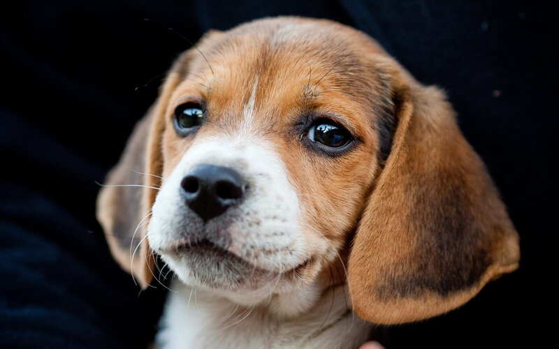 Beagle Puppy — Brown, Calm, Photograph, Black Background