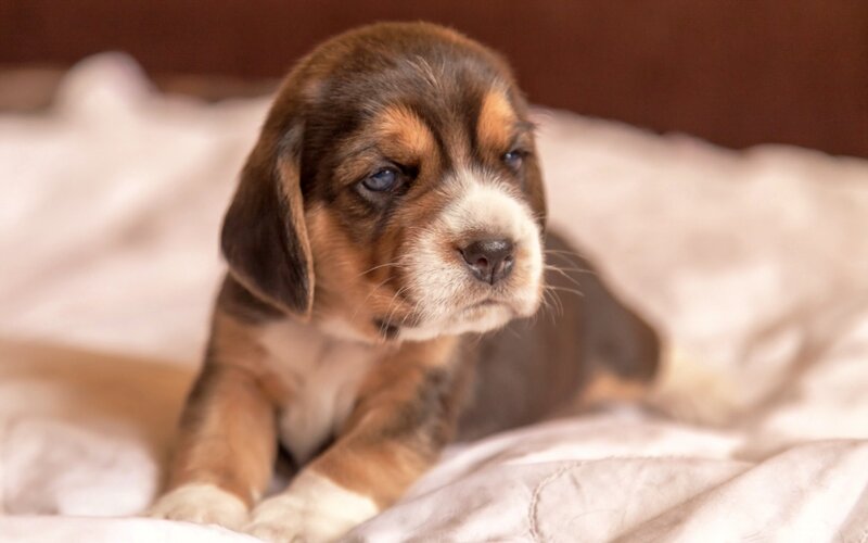 Beagle Puppy — Brown, Calm, Photograph, Blanket