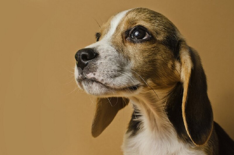 Beagle Puppy — Brown, Calm, Photograph, Brown Background