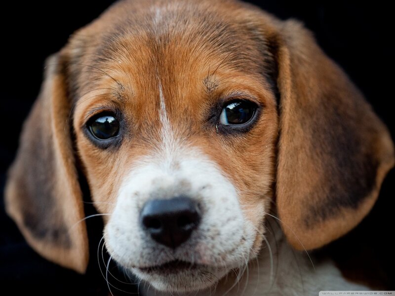 Beagle Puppy — Brown, Calm, Photograph, Dog, Eyes, Ears