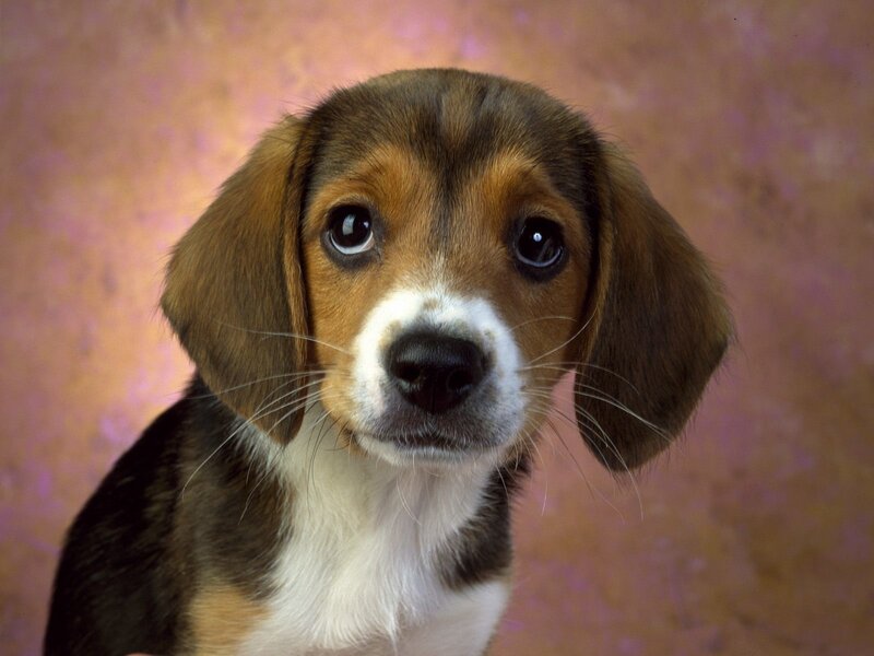 Beagle Puppy — Brown, Calm, Photograph, Dog, Eyes, Nose