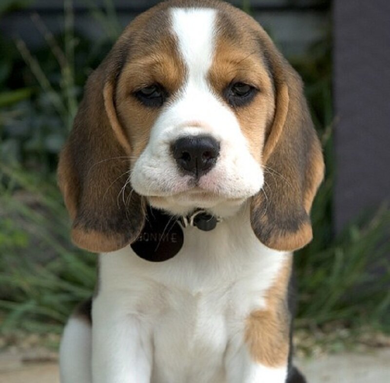 Beagle Puppy — Brown, Calm, Photograph, Dog