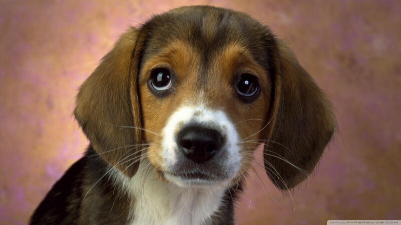 Beagle Puppy — Brown, Calm, Photograph, Dog, Whiskers