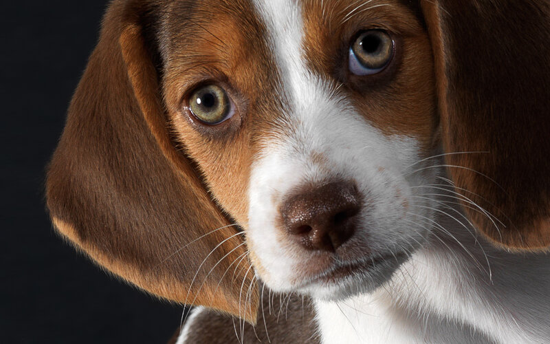 Beagle Puppy — Brown, Calm, Photograph, Ears