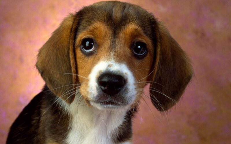 Beagle Puppy — Brown, Calm, Photograph, Ears, Whiskers, Background