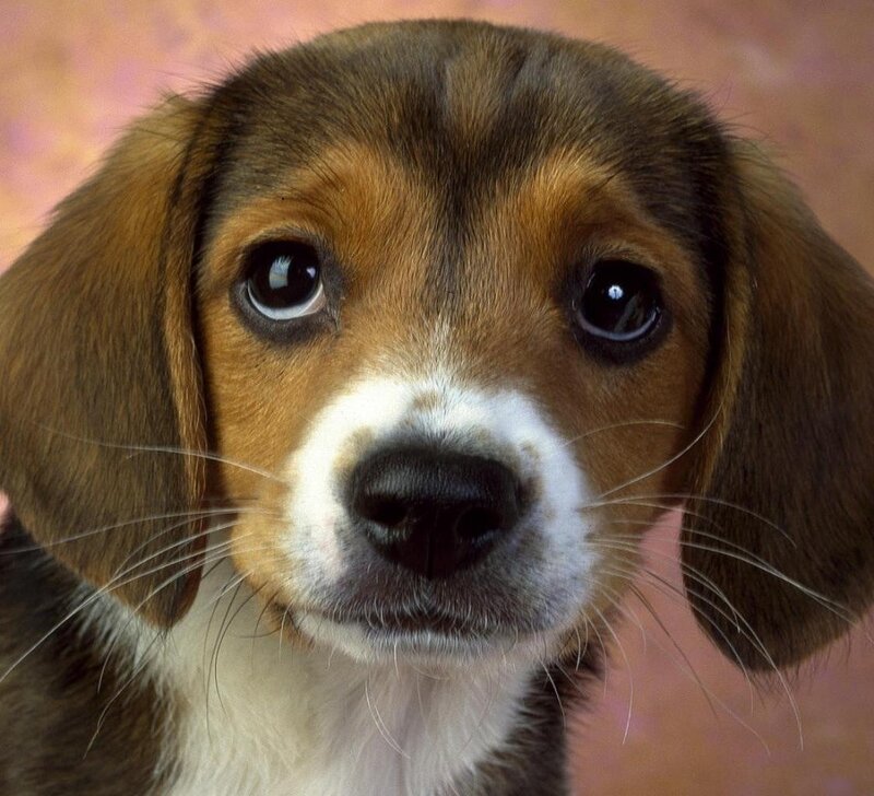 Beagle Puppy — Brown, Calm, Photograph