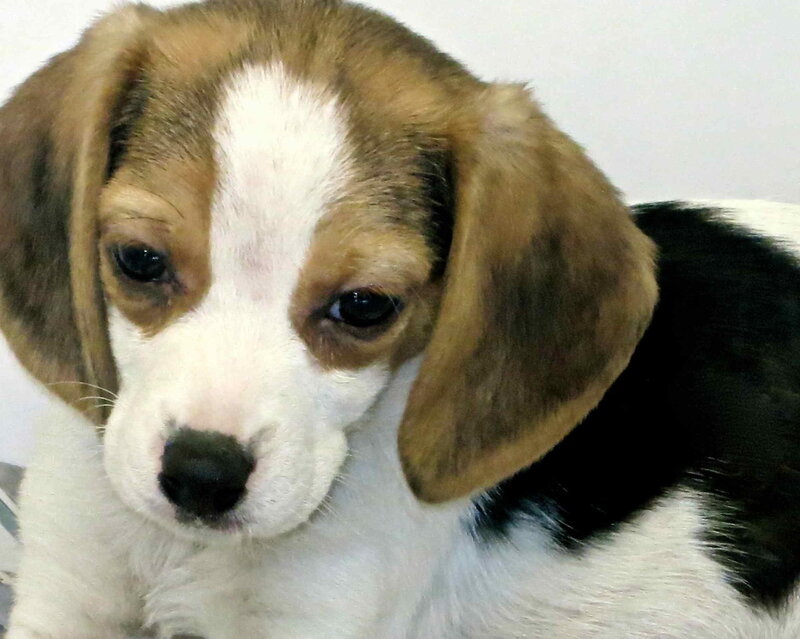 Beagle Puppy — Brown, Calm, Photograph, White Surface