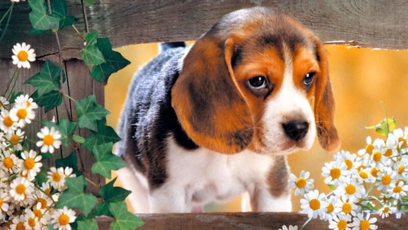 Beagle Puppy — Brown, Calm, Spring, Photograph, Daisies