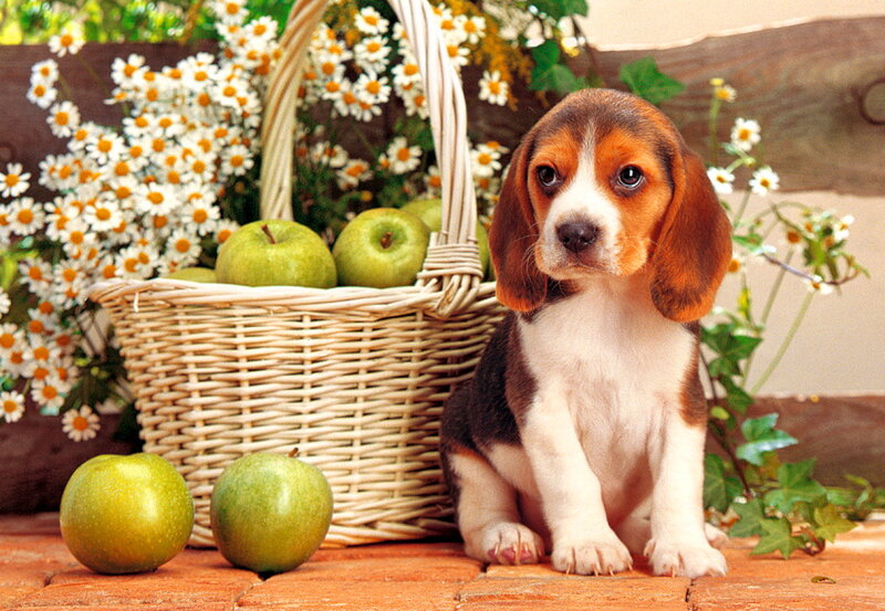 Beagle Puppy — Brown, Calm, Spring, Photograph