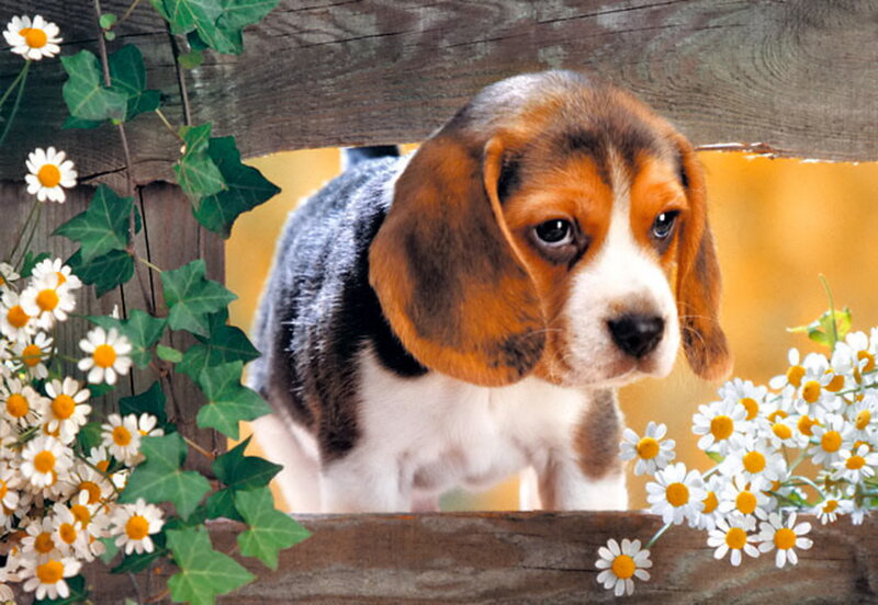 Beagle Puppy — Brown, Calm, Spring