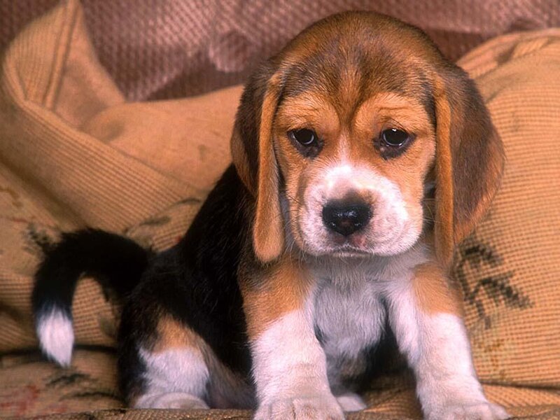 Beagle Puppy — Brown, Calm