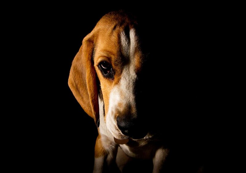 Beagle Puppy — Brown, Dramatic, Photograph
