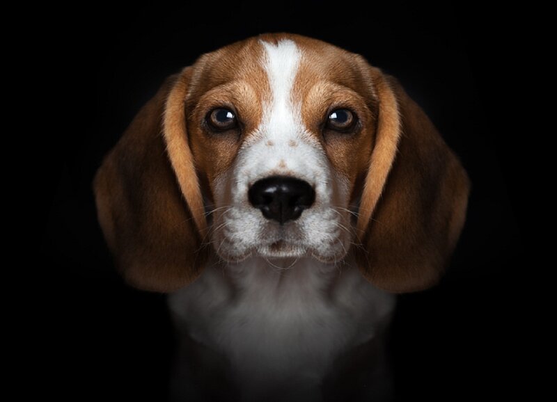 Beagle Puppy — Brown, Dramatic