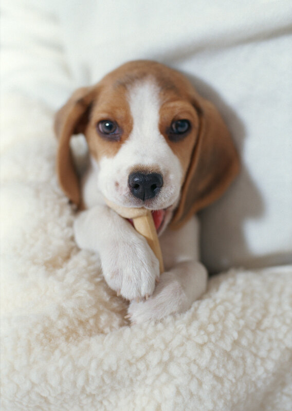 Beagle puppy chewing bone