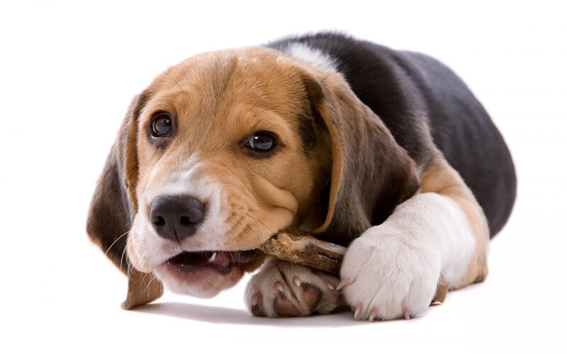 Beagle Puppy Chewing — Brown, Calm