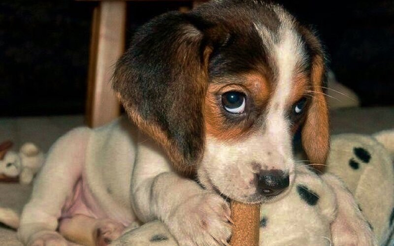 Beagle Puppy Chewing — Brown