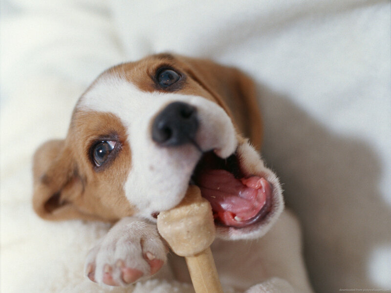 Beagle Puppy Chewing