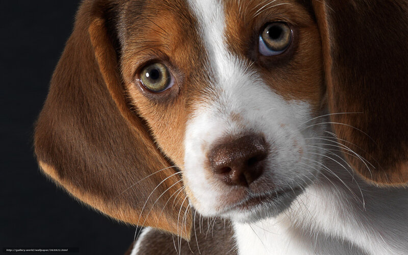 Beagle Puppy Close-up — Brown, Calm