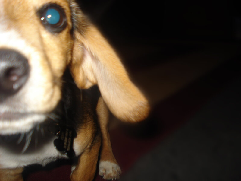 Beagle Puppy Close-up — Brown