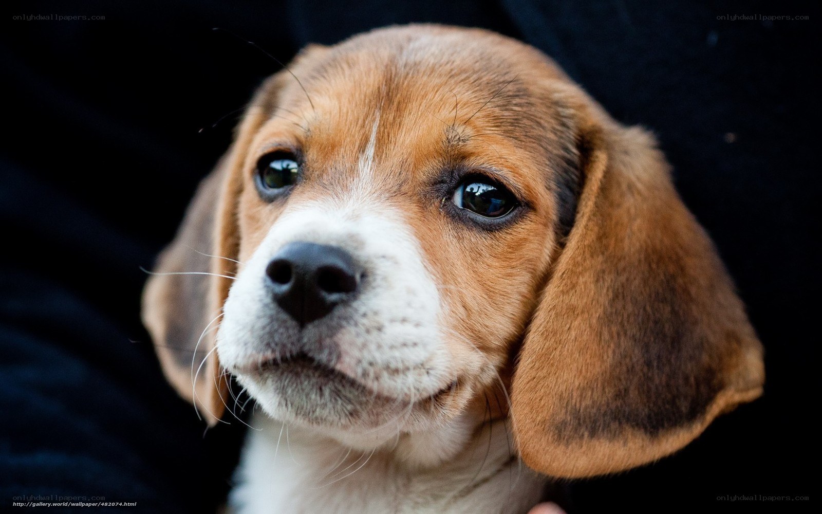 beagle puppy close-up
