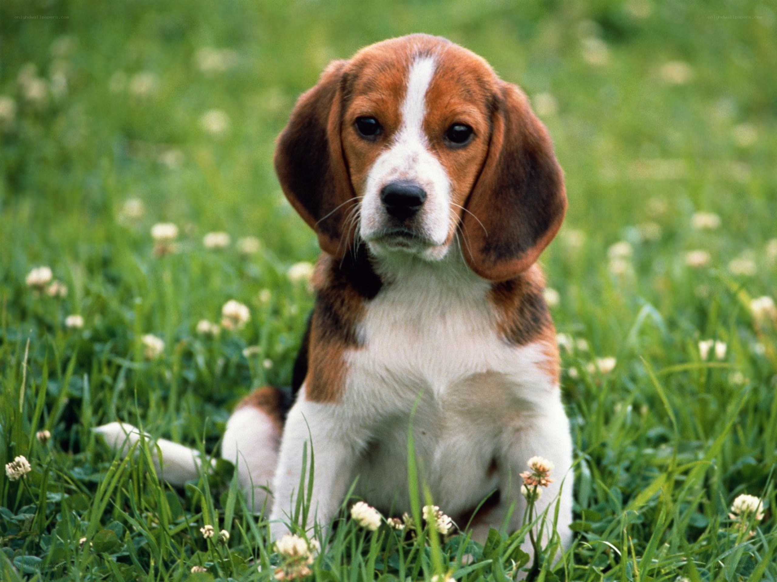 Beagle puppy in a grassy field