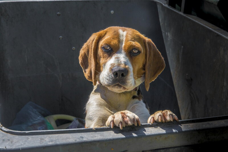 Beagle Puppy in Bin