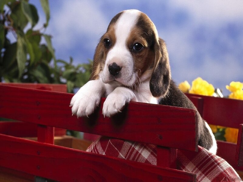 Beagle Puppy in Cart