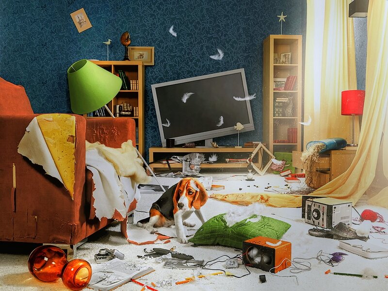 Beagle Puppy in Chaos