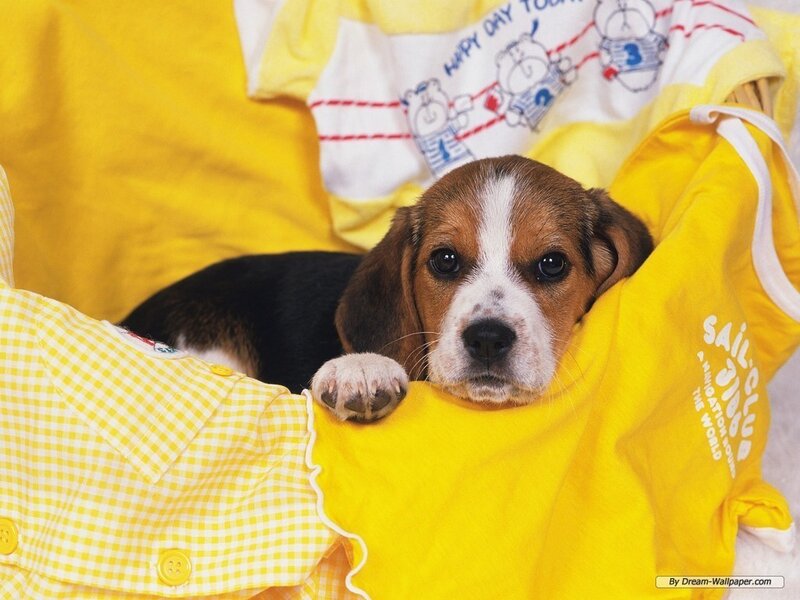 Beagle Puppy in Clothes