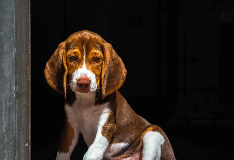 Beagle Puppy in Dark