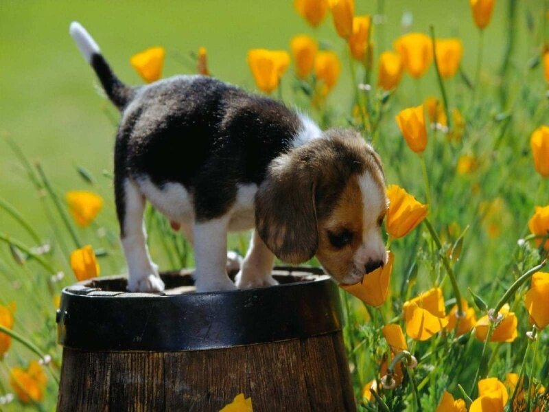 Beagle Puppy in Field