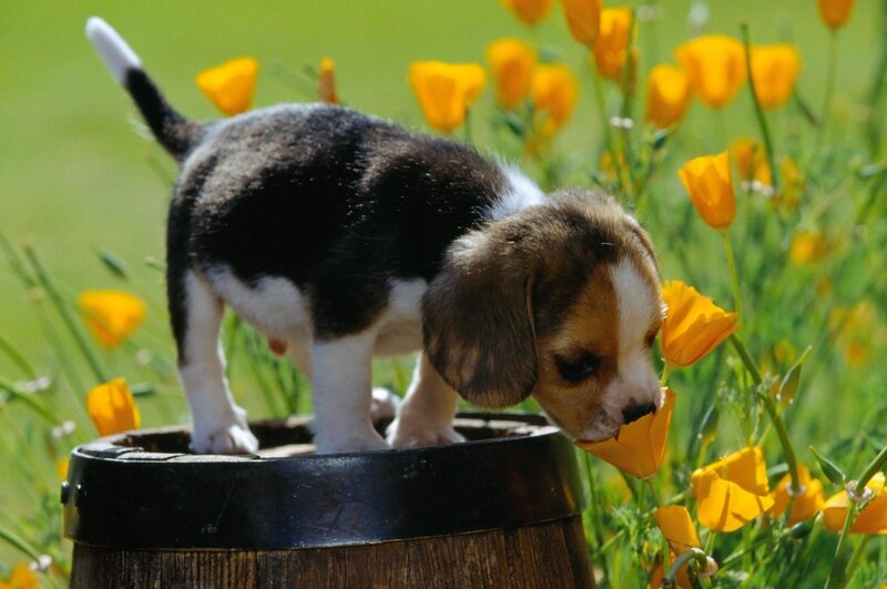 Beagle Puppy in Flowers