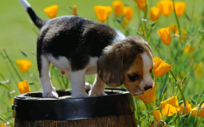 Beagle Puppy in Flowers — Yellow, Calm
