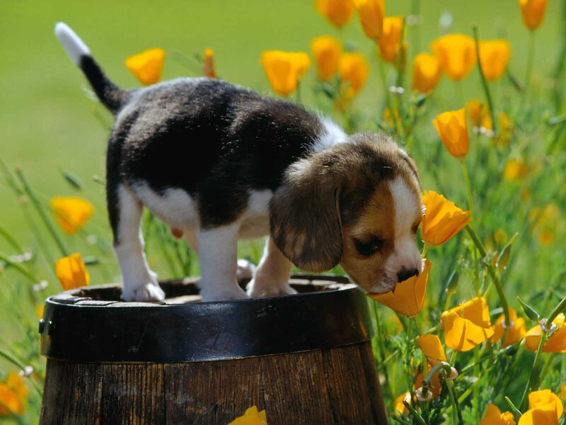 Beagle Puppy in Flowers — Yellow