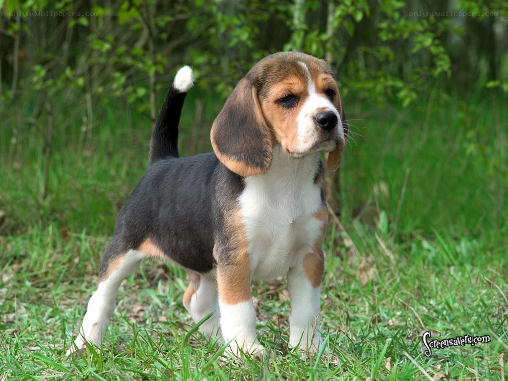 Beagle puppy in grass
