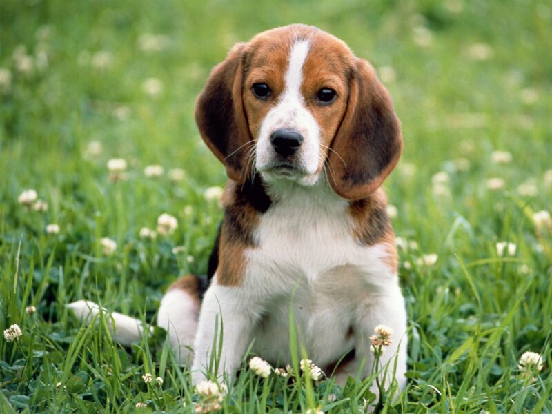 beagle puppy in grass