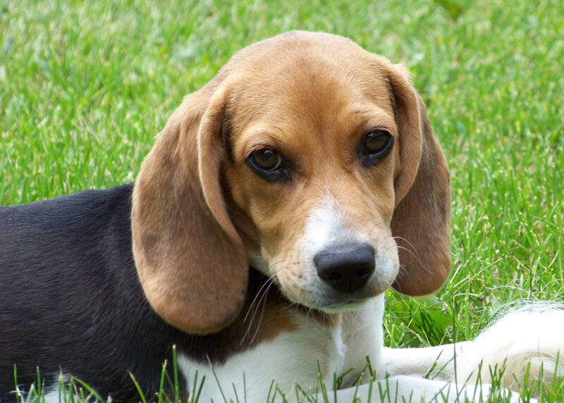 Beagle Puppy in Grass — Brown