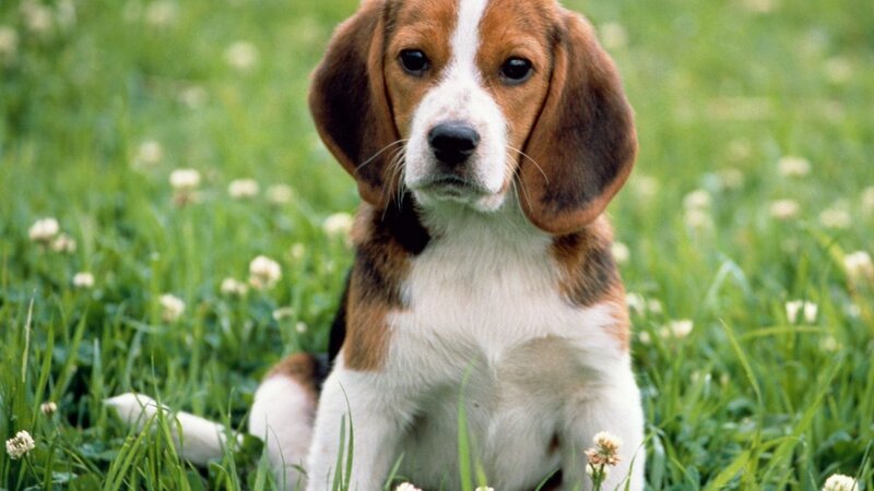 Beagle Puppy in Grass — Green, Calm, Afternoon, Photograph, Clover, Brown