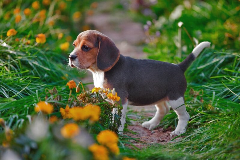 Beagle Puppy in Grass — Green, Serene