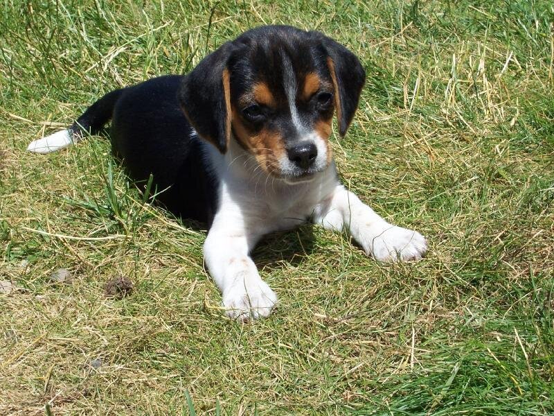 Beagle Puppy in Grass — Green