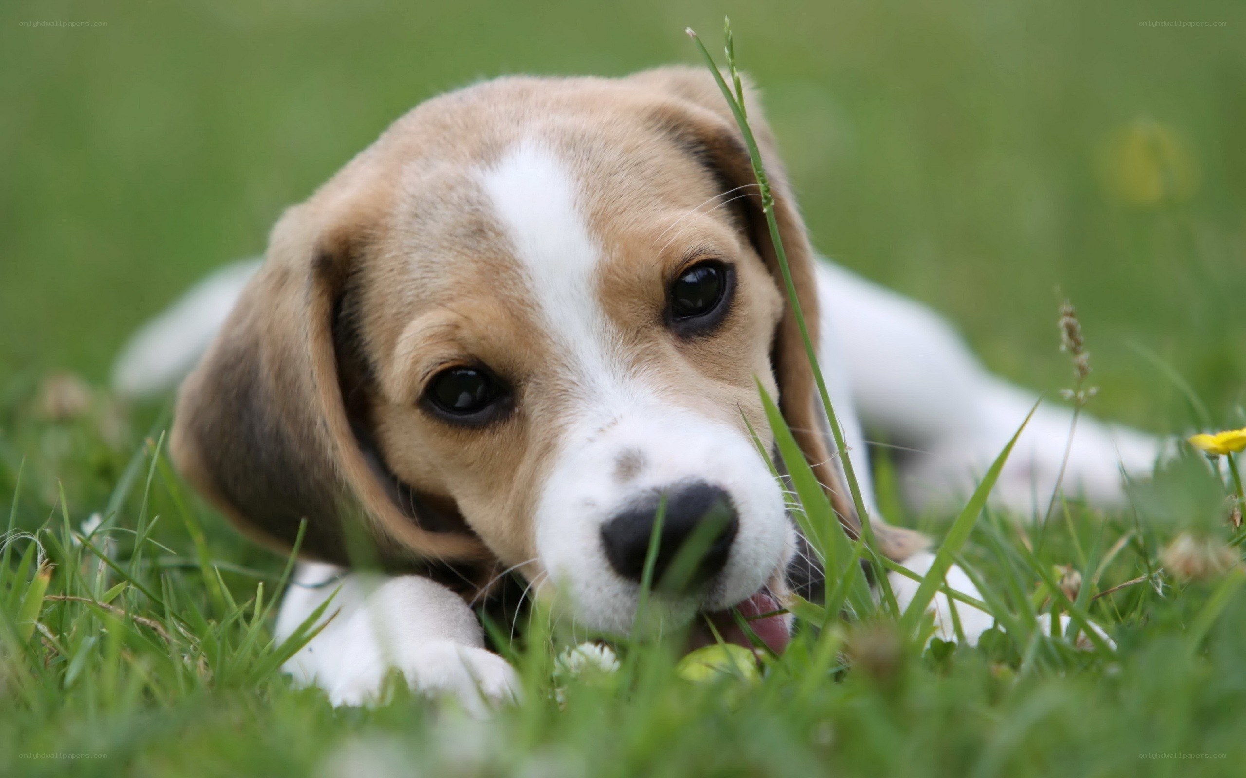 Beagle puppy in grass