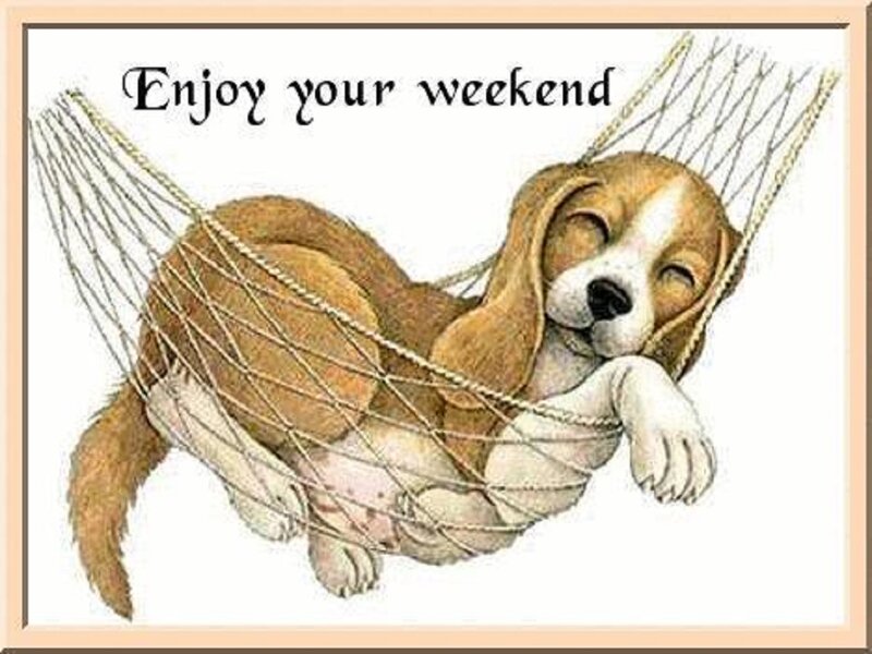 Beagle Puppy in Hammock — Brown