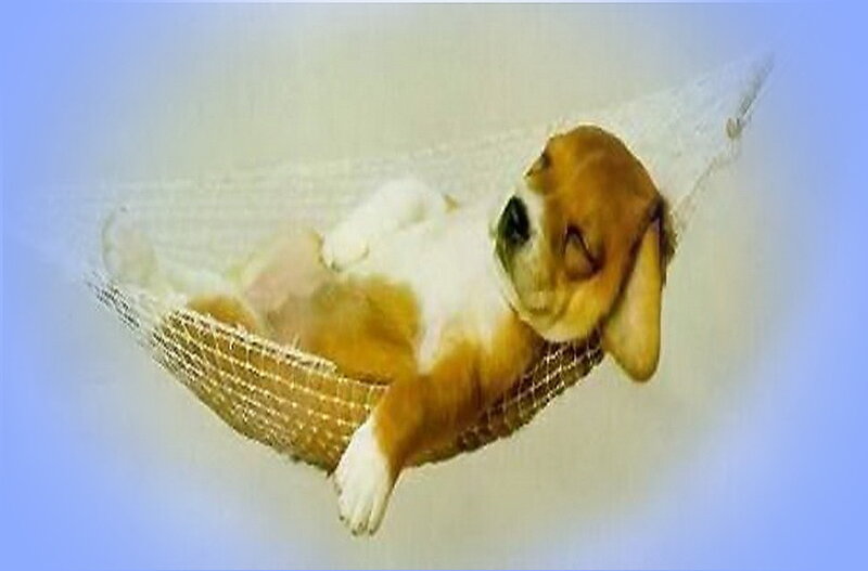 Beagle Puppy in Hammock