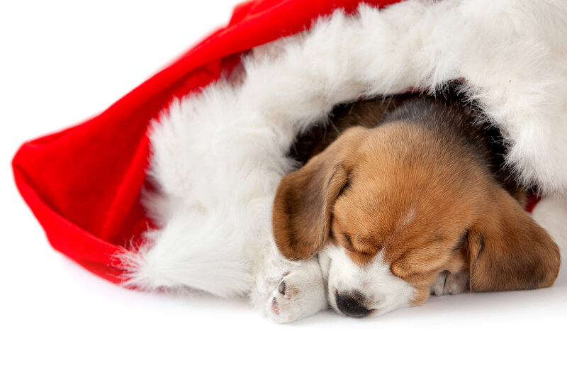 Beagle Puppy in Hat