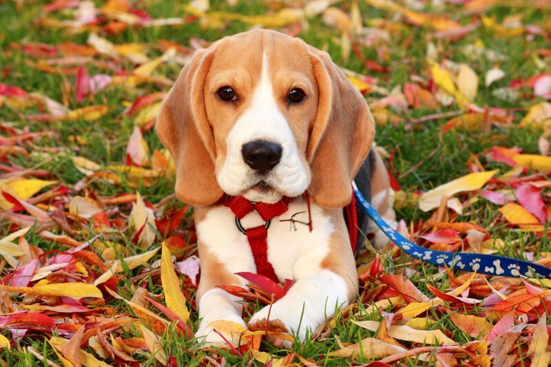 Beagle Puppy in Leaves