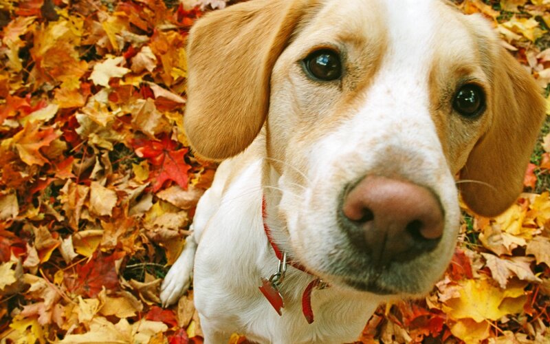 Beagle Puppy in Leaves — Yellow
