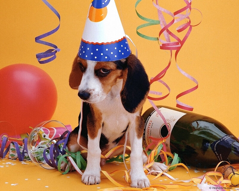Beagle Puppy in Party Hat