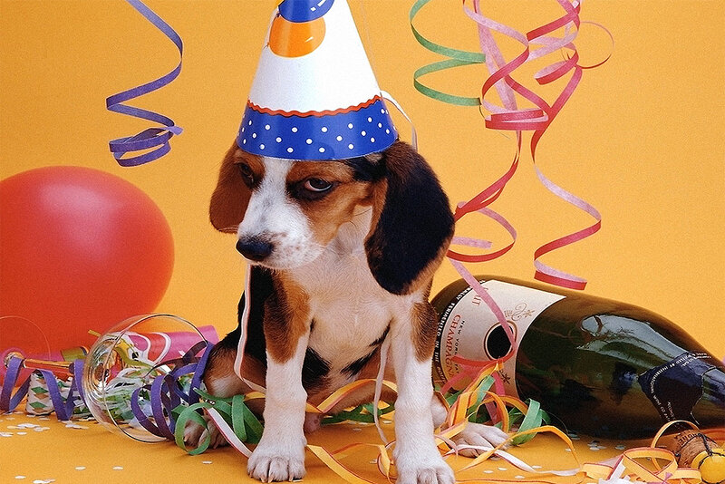 Beagle Puppy in Party Hat — Yellow