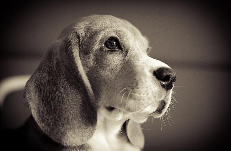 Beagle Puppy in Profile